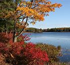 Fall Foliage